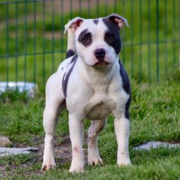 Ugo - Staffordshire Bull Terrier