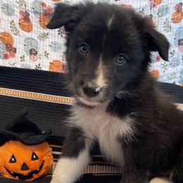 Blue - Black and white male Border Collie puppy in Anthony, Florida from Sugar Hill Border Collies