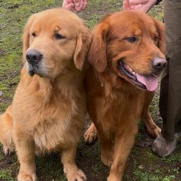 Boy 1 - Dark golden Golden Retriever puppy in Oregon City, Oregon from N.W. Mountain Retrievers