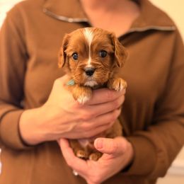Fred (blue collar) - Ruby male Cavalier King Charles Spaniel puppy in Acworth, Georgia from Cumberland Cavaliers