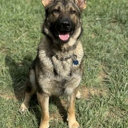 Ginger - German Shepherd