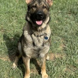 Ginger - German Shepherd