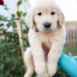 Mr. Navy - Light golden male Golden Retriever puppy in Paoli, Indiana from Rose n’ Thistle Farm