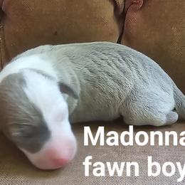 Madonna blue fawn boy - Blue fawn male Italian Greyhound puppy in Phillips, Maine from Maplewood Italian Greyhounds