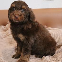 Fudgemallow - Tri-color male Bernedoodle puppy in Ohio from Moore Doodles