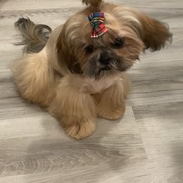 Shih Tzu All Grown Up from Lil’ Luvs Shih Tzu