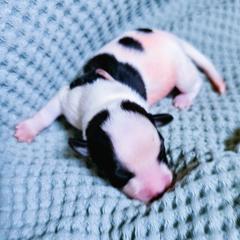 Girl 3 - female Kromfohrlander puppy in Pickerington, Ohio from Learykl Kromfohrlanders