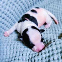 Girl 3 - female Kromfohrlander puppy in Pickerington, Ohio from Learykl Kromfohrlanders