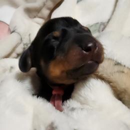 Pink collar - Black and tan female Dachshund puppy in Apache Junction, Arizona from Shaw Dachshunds