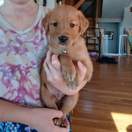 Gray - Dark golden male Golden Retriever puppy in Lanesboro, Minnesota from Eagle Ridge Golden Retrievers
