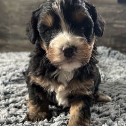 Winifred - Tri-color female Bernedoodle puppy in Camden, Michigan from FurEver Friends Finder