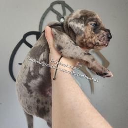 Black Collar - Merle male Great Dane puppy in Alton, Illinois from Show Me Great Danes and Basset Hounds