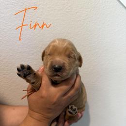 Finn - Dark golden male Golden Retriever puppy in Victorville, California from Martinez Goldens