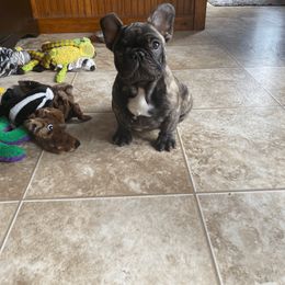 French Bulldog Puppies from Bleu Rock French Bulldogs