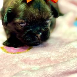 Trixie - Brindle female Shih Tzu puppy in Mesa, Arizona from House of Zen Shihtzus