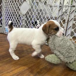 Coco - Tri-color female Russell Terrier puppy in Jerome, Idaho from Jerome Russell Terriers