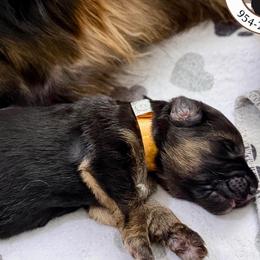 Orange collar - Black and red female German Shepherd puppy in Davie, Florida from Vom Broward Haus