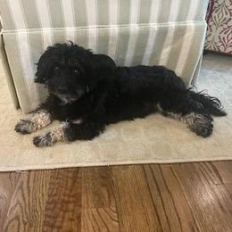 Bella - Aussiedoodle