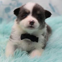 Steel - Fluffy - Gray and white male American Corgi puppy in Lithia, Florida from Diamondcrest Inc