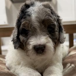 Girl 2 - female Bernedoodle puppy in Herriman, Utah from Rose canyon doodles