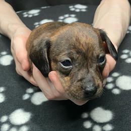 Charlie (Pink collar) - Brindle female Dachshund puppy in Saint Albans, Maine from Australian Cattle Cuties and littles