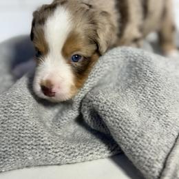 Guinness - Red merle male Toy Australian Shepherd puppy in Spokane Valley, Washington from Northern Roots Aussies