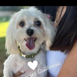 Biggy - Maltese