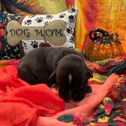 Bullet-RESERVED - Brindle Boxer puppy in Taft, Tennessee from Hillbillie Boxers