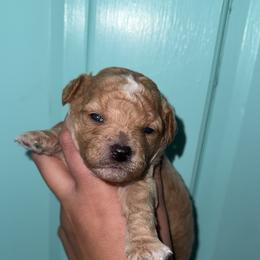 Lane - Brown and white male Aussiedoodle puppy in Mtn Rest, South Carolina from Stocktons Doxies & Doodles