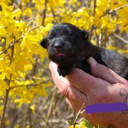 Girl 2 - Sable female German Shepherd puppy in New York from Spitze German Shepherds