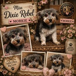 Dixie - Morkie