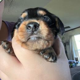 Black and Tan Boy - Black and tan male Dachshund puppy in Moundville, Missouri from Edgewood Acres Miniature Longhair Dachshunds