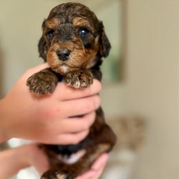 Nugget - Chocolate male Goldendoodle puppy in Twin Falls, Idaho from Burrow & Bone