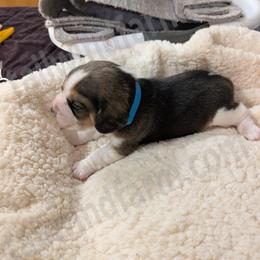 Blue - Black tan and white male Beagle puppy in Vallejo, California from Tailwindfarm