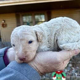 Cream - White female Bernedoodle puppy in Holt, Missouri from Mindys Doodles