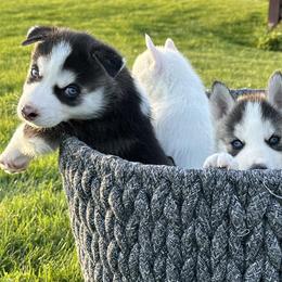 Siberian Huskies from The Sibe Tribe