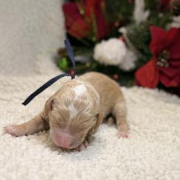 Girl 5 - female Goldendoodle puppy in New Iberia, Louisiana from Crystal's Goldendoodles