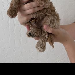 Cockapoo Puppies from Taryn Smith