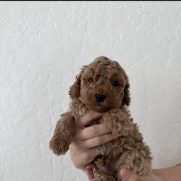 Cockapoo Puppies from Taryn Smith