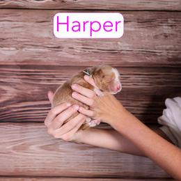 Harper - Red  female Goldendoodle puppy in Calhoun, Georgia from Happy Top Doodles