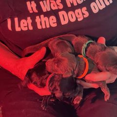 Flat-Coated Retriever Puppies from Shayna Flat-Coated Retrievers