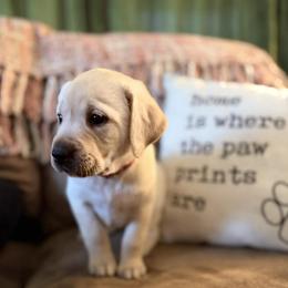 Nova - Yellow female Labrador Retriever puppy in Sweet Home, Oregon from Snowpeak English Labradors
