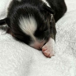 Cheddar - Black tri-color male Australian Shepherd puppy in St. George, Utah from Rock Canyon Australian Shepherds