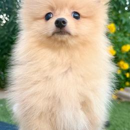 Boy 2 - Cream male Pomeranian puppy in Avondale, Arizona from Mely Pomlove