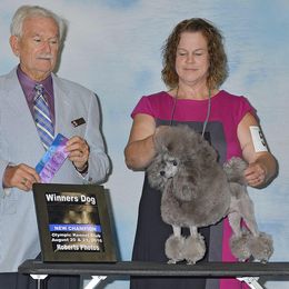 Poodles from Starcrest Poodles