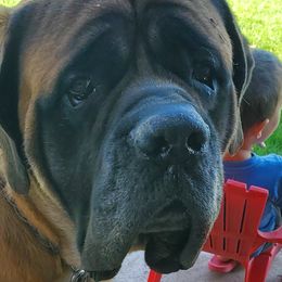 Grizz (Big Frog) - Mastiff
