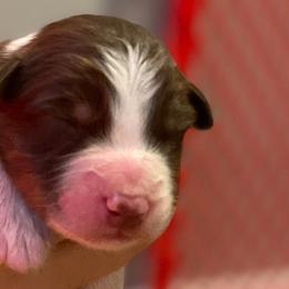 Boy 4 - Australian Shepherd puppy from Saltair Australian Shepherds