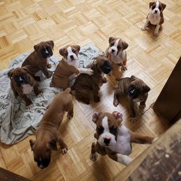 Boxer Puppies from Truax Farms