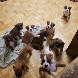Boxer Puppies from Truax Farms