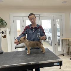 Manchester Terrier and Portuguese Podengo Pequeno Puppies from Tango Kennels